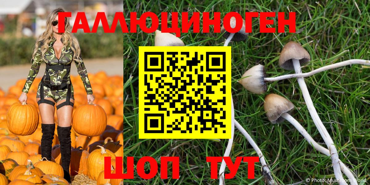 Псилоцибиновые грибы Psilocybe Ковров